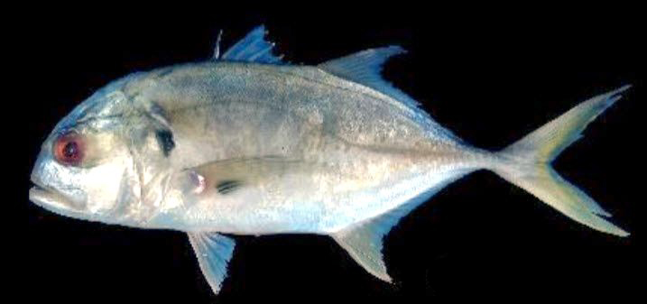 Caranx hippos_06.jpg